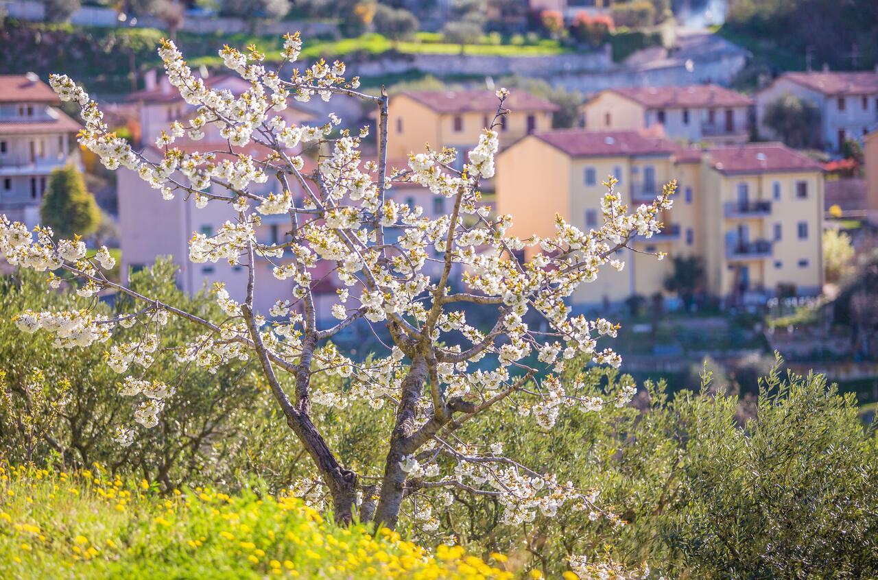Valpolicella Homes Recioto Apartment Сант'Амброджо-ді-Вальполічелла Екстер'єр фото